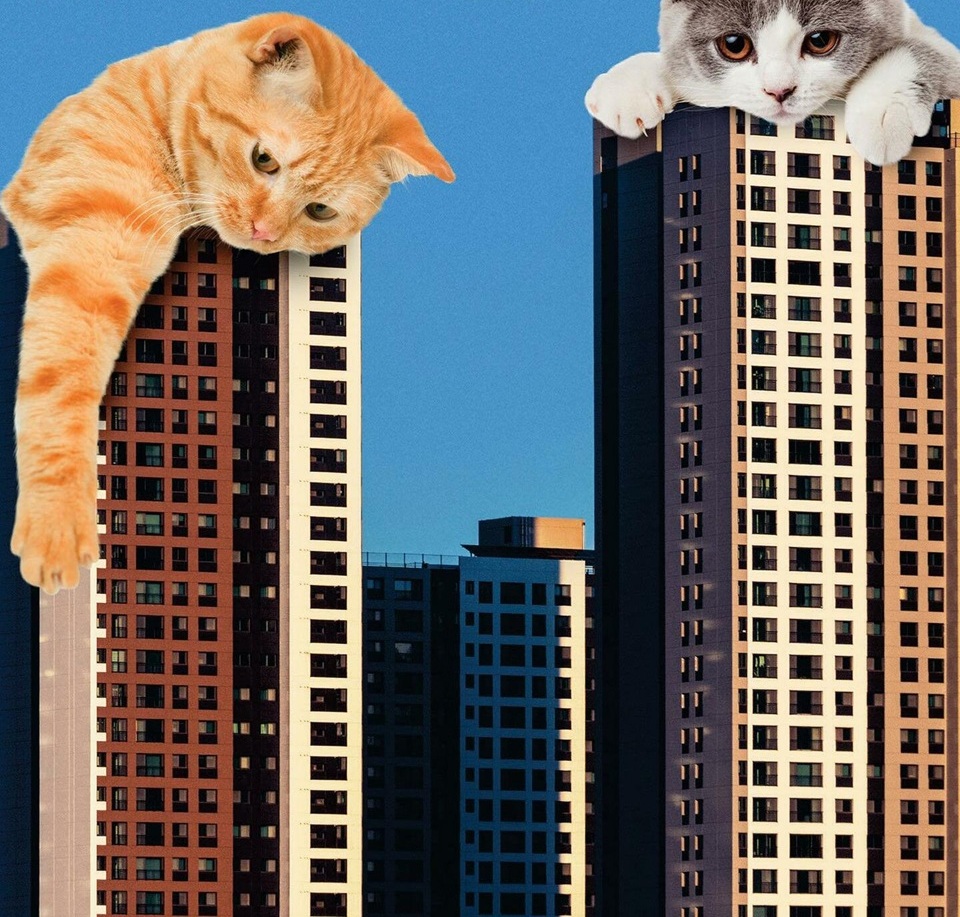 Should Cats Go OUTSIDE?