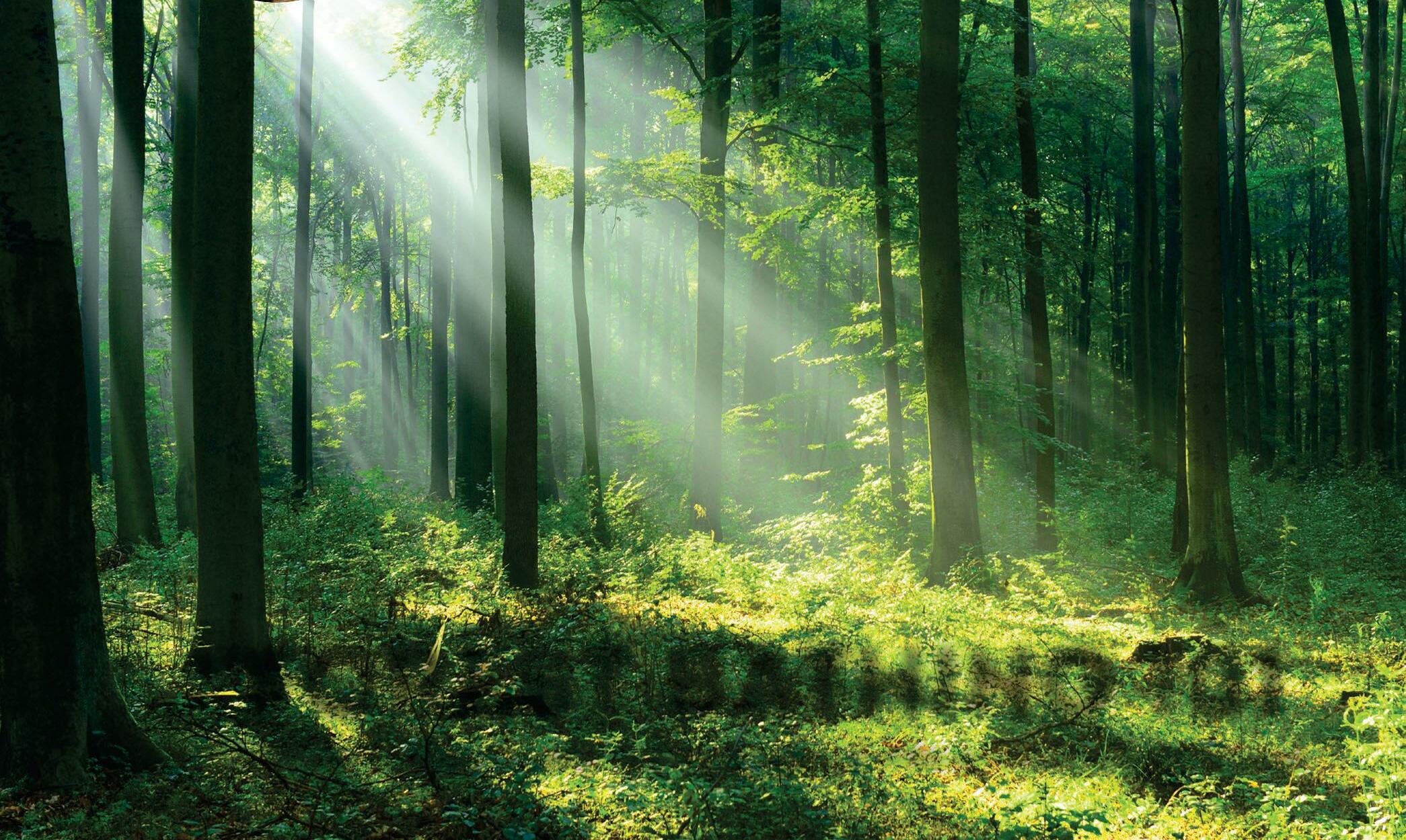 FOREST BATHING 101