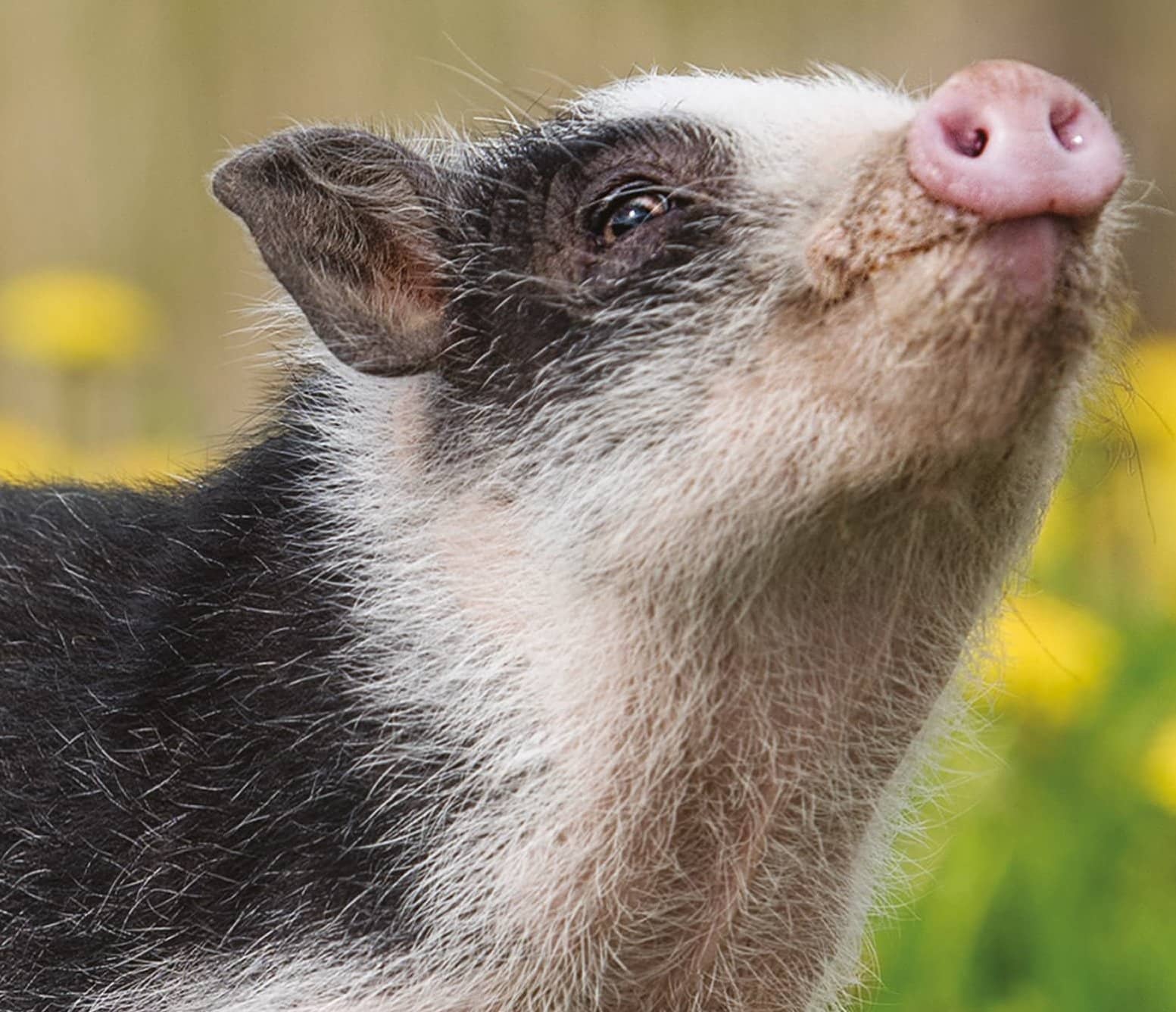 buying-a-pig-in-a-poke