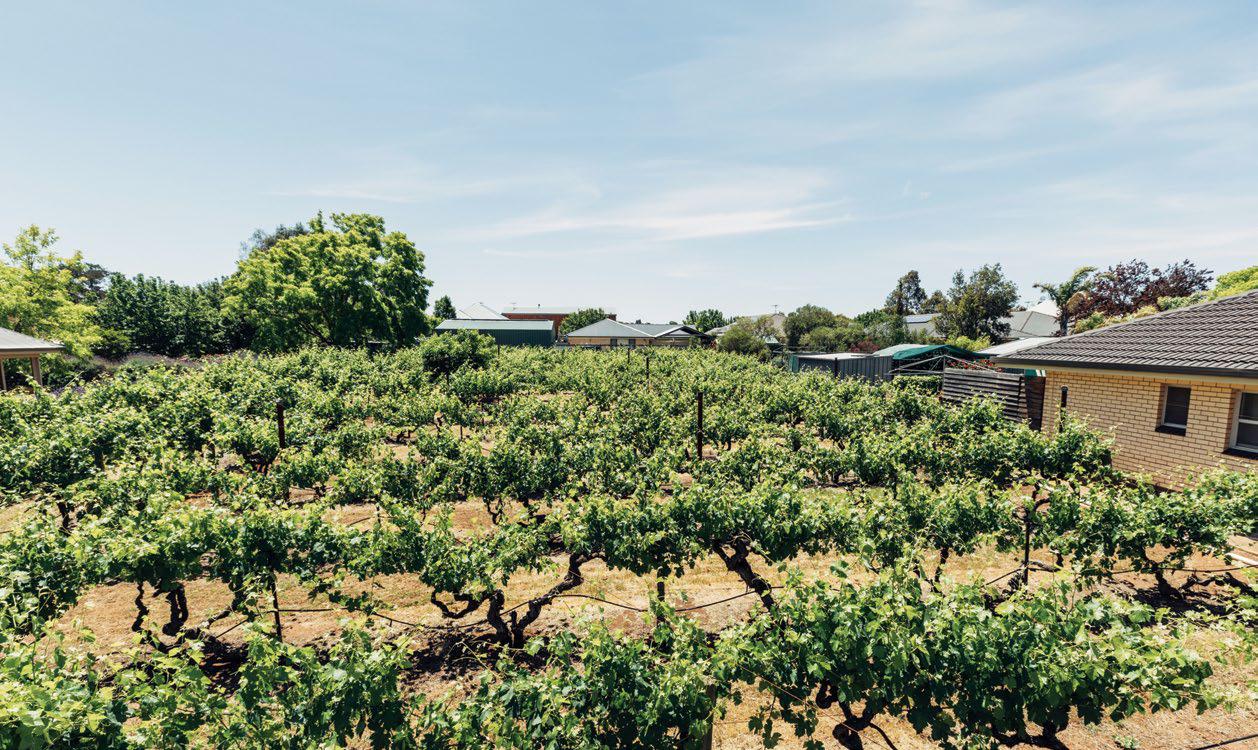 Uncorking Opportunity - How Australian wines are rewriting India's wine story