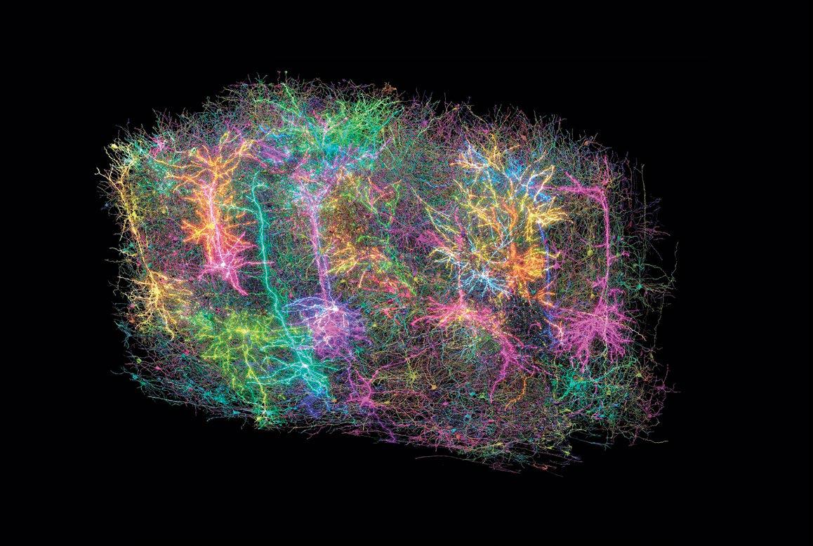The first 3D map of a mammal brain | YOU South Africa - entertainment ...