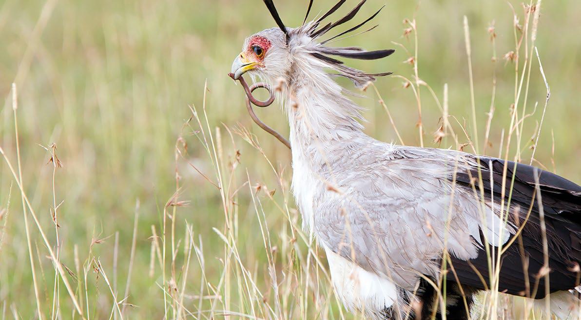 South Africa's indigenous animals