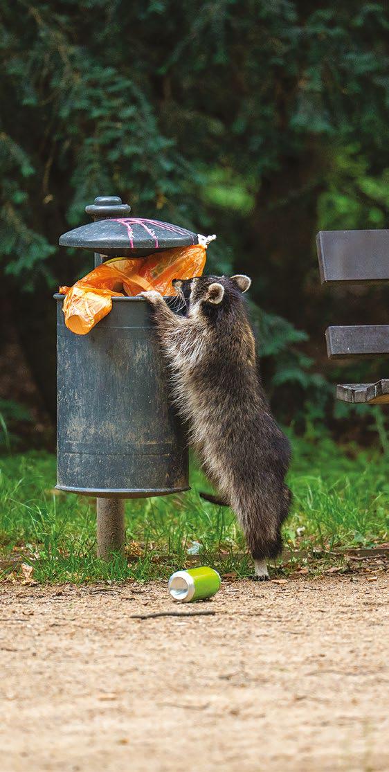 Raccoons are becoming tame for food