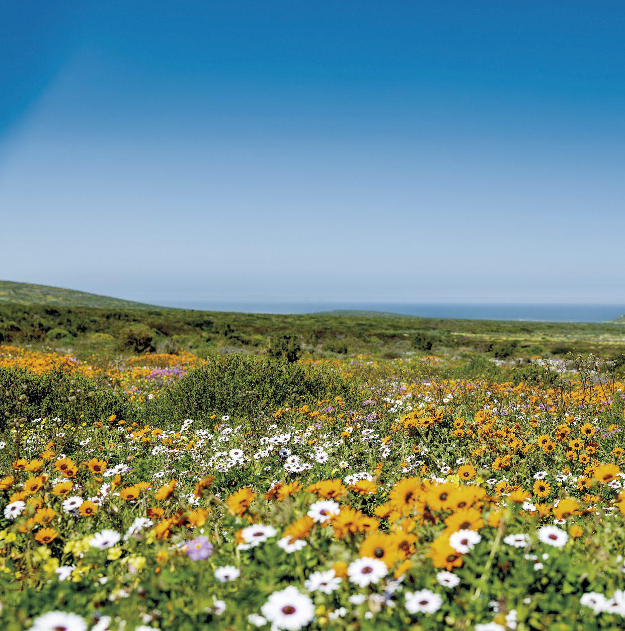 8 of the CAPE'S ALMOST-SECRET SPOTS