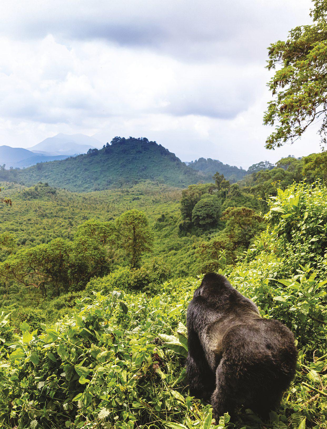 ORILLAS IN THE MIST