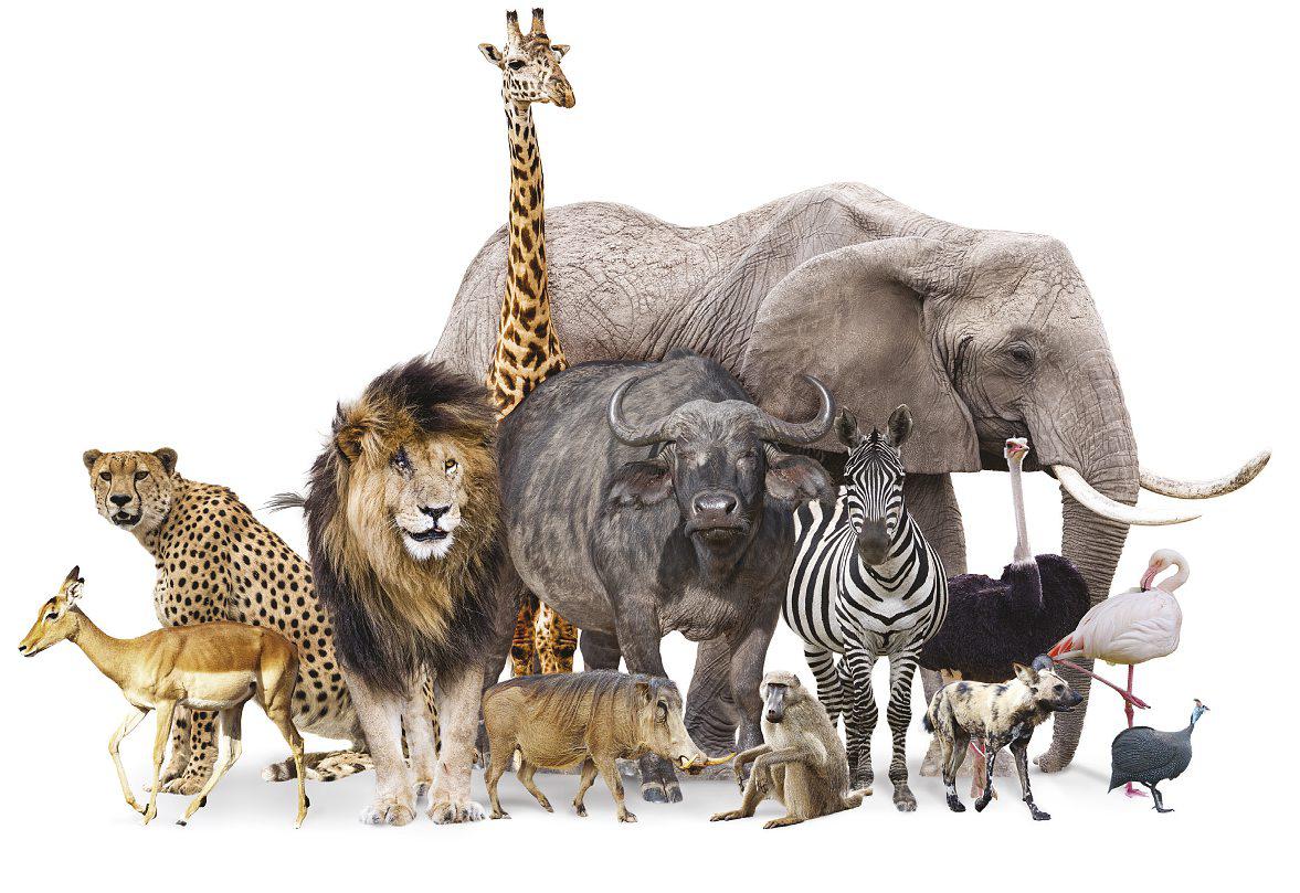 Caution... wild animals!