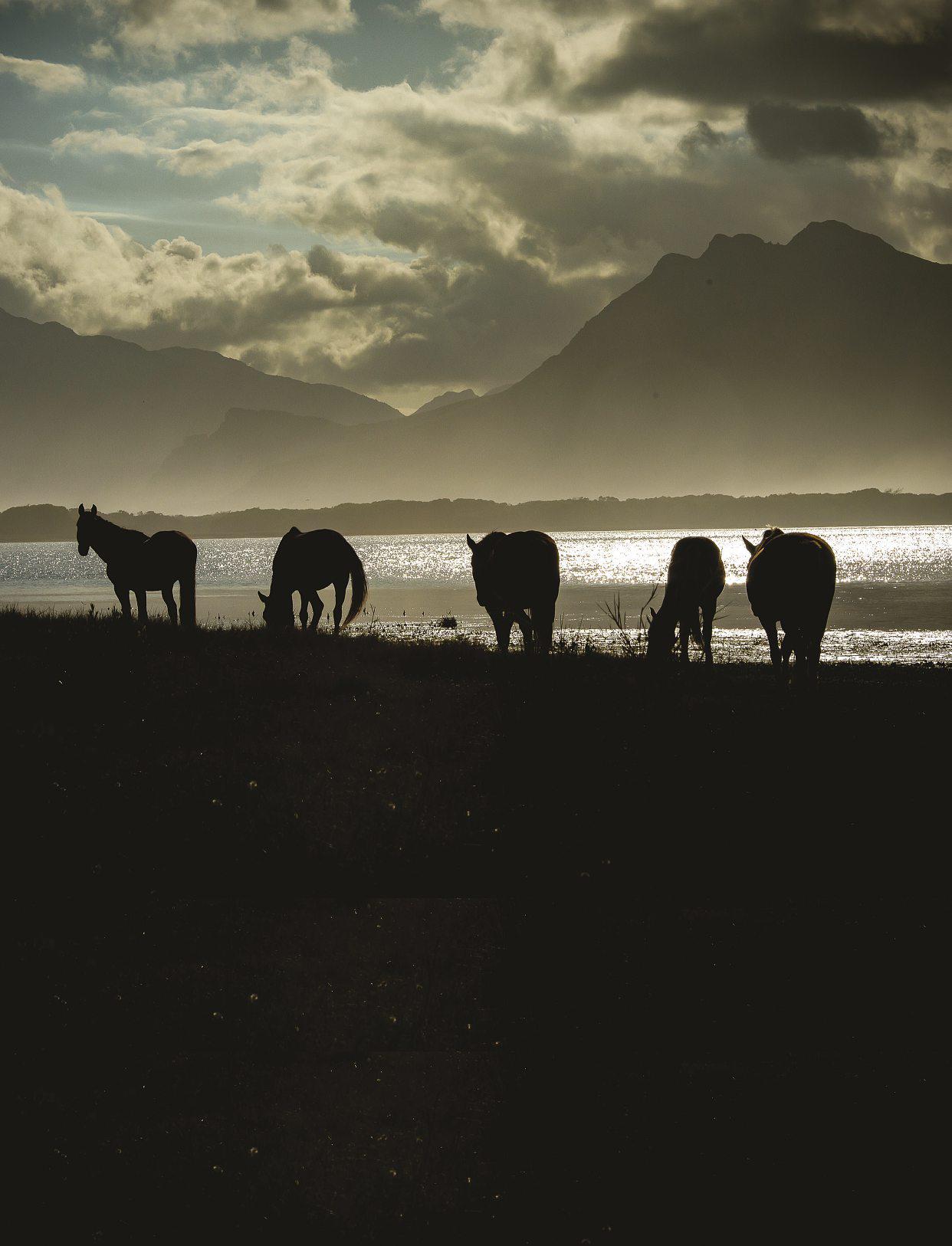 The ghost horses of Rooisand