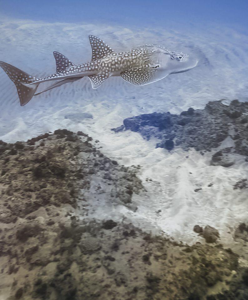 DO THIS Dive Africa's southernmost tropical reefs