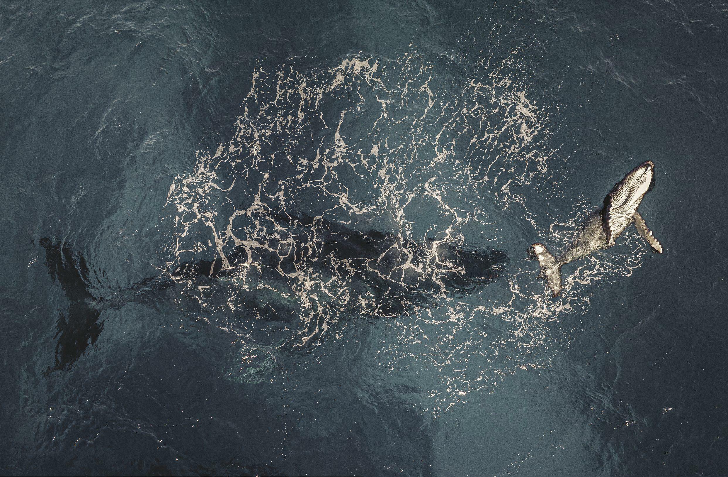 Life in blue