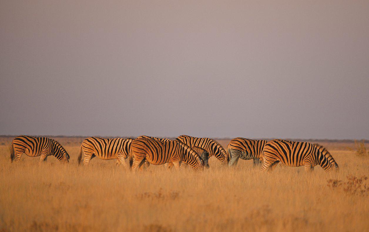 Stripe hype!