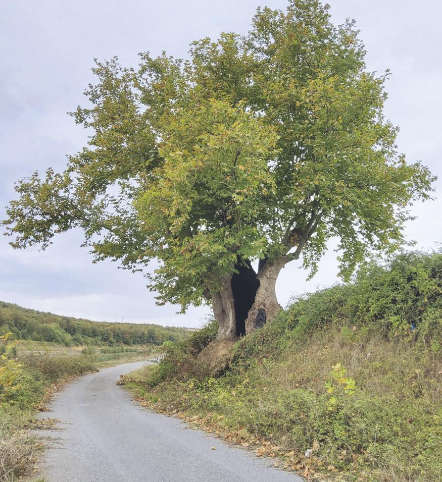 Anıt Ağaçlarla Randevumuz Var