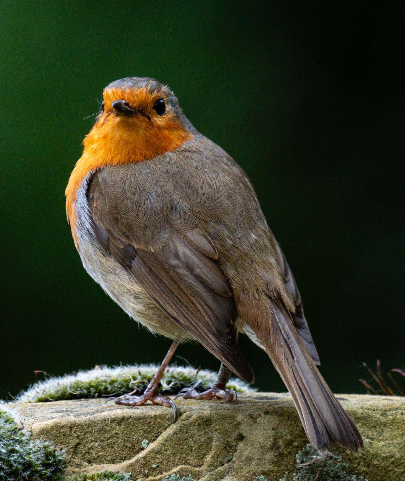 Enhance your wildlife subjects