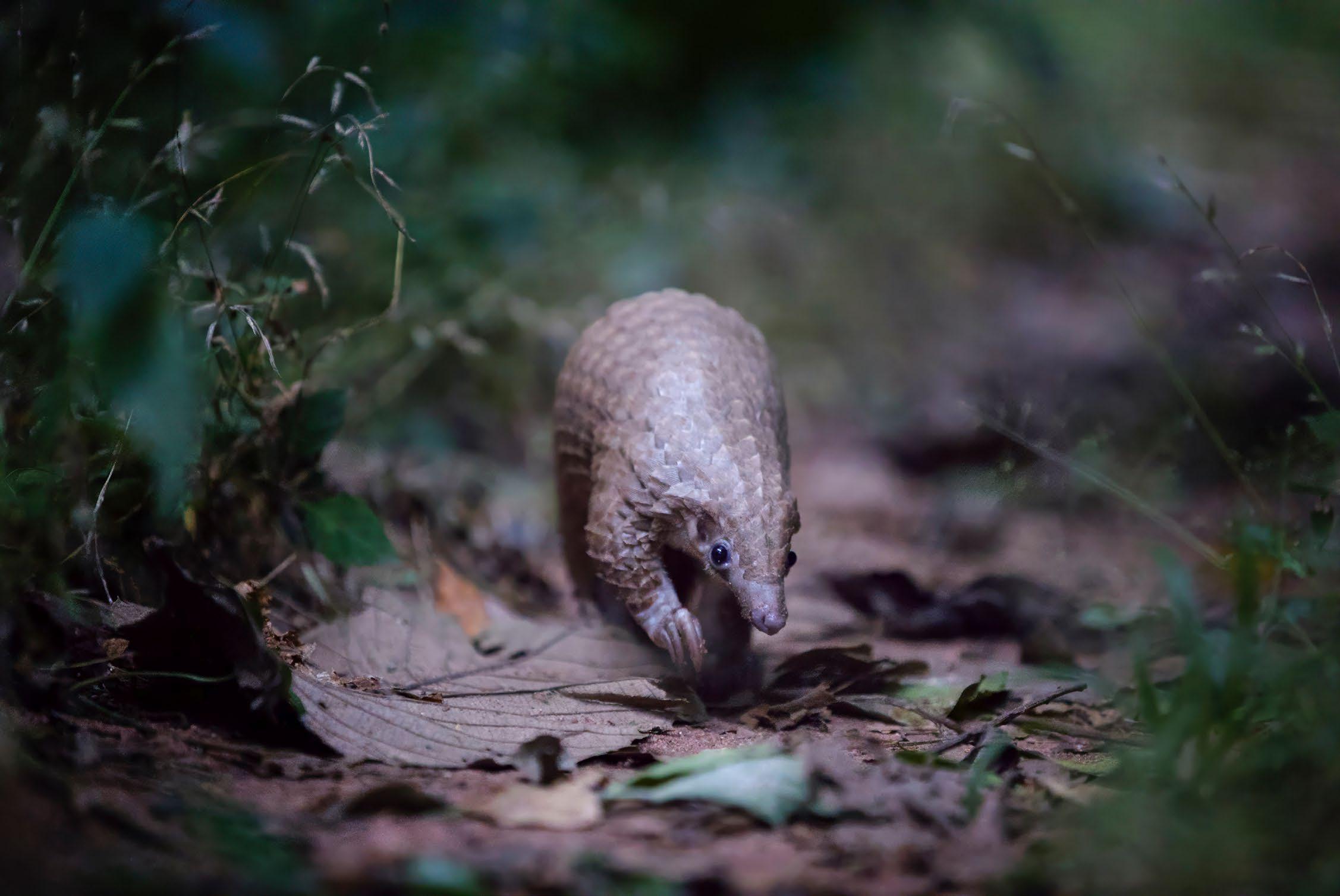 10 Years of Remembering Wildlife