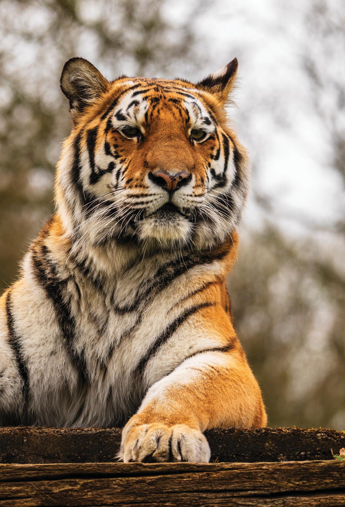 Go on a local safari