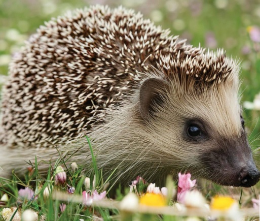 Get low down with a hog