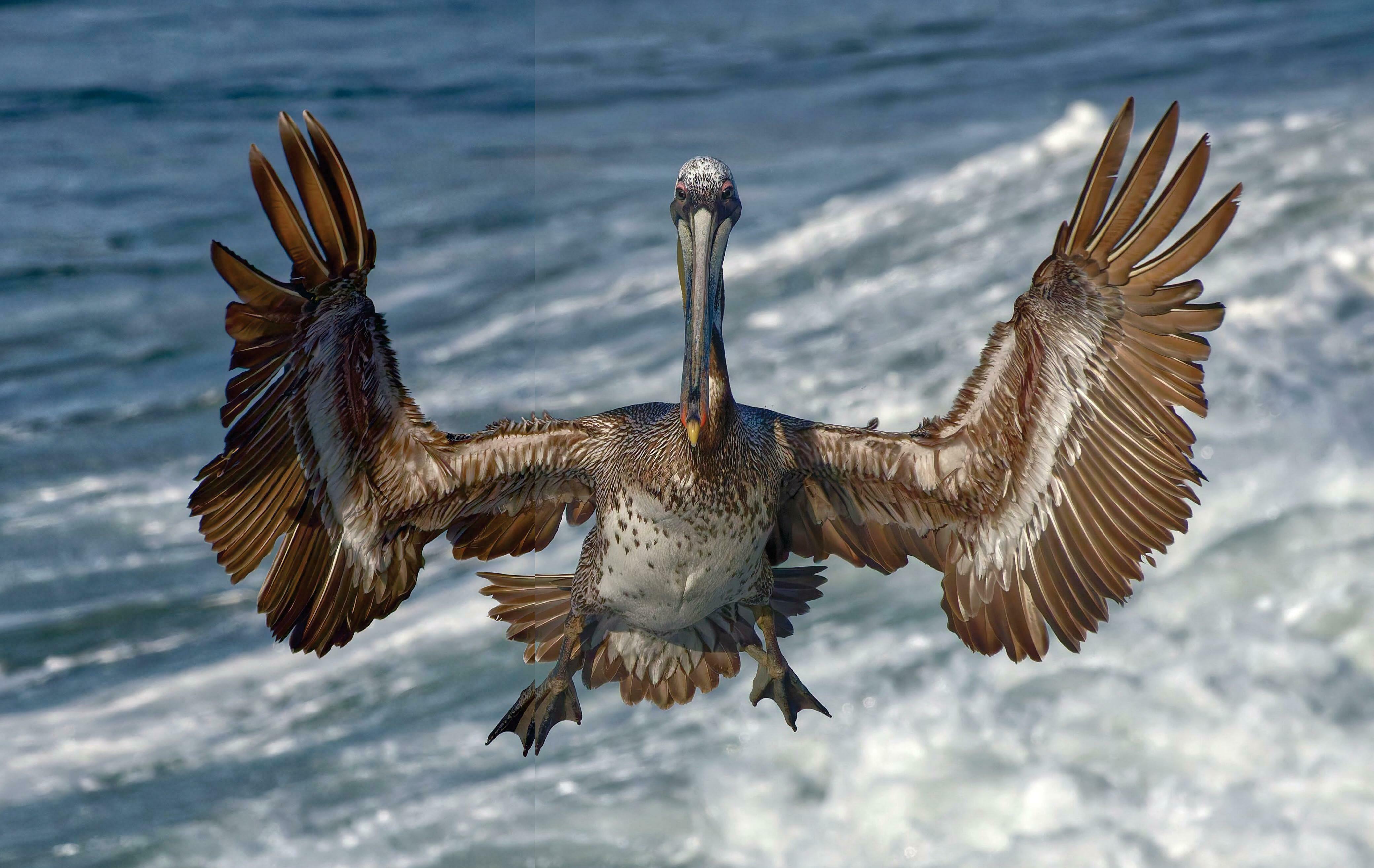 Capturing brown pelicans