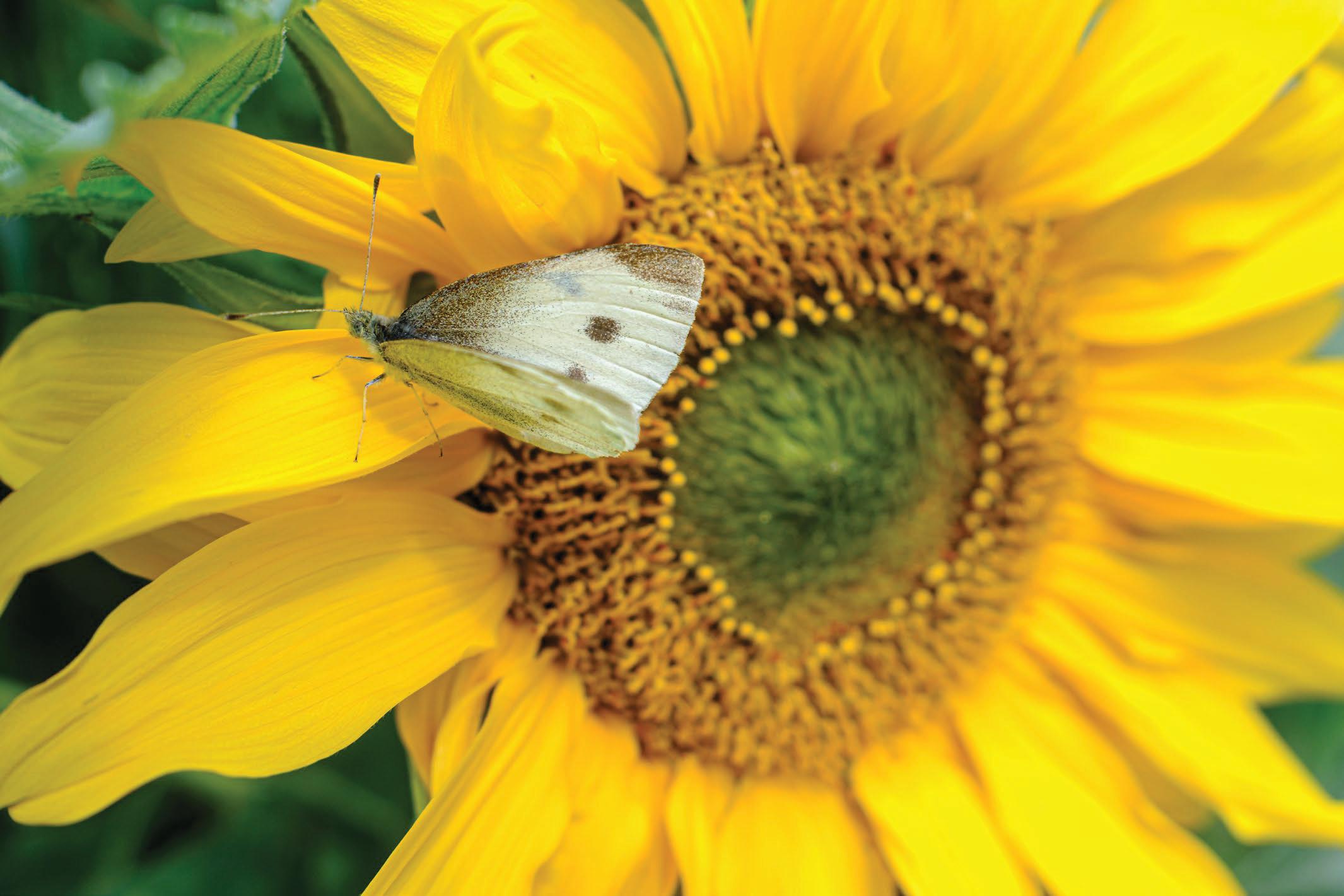 Pop and sharpen your photo