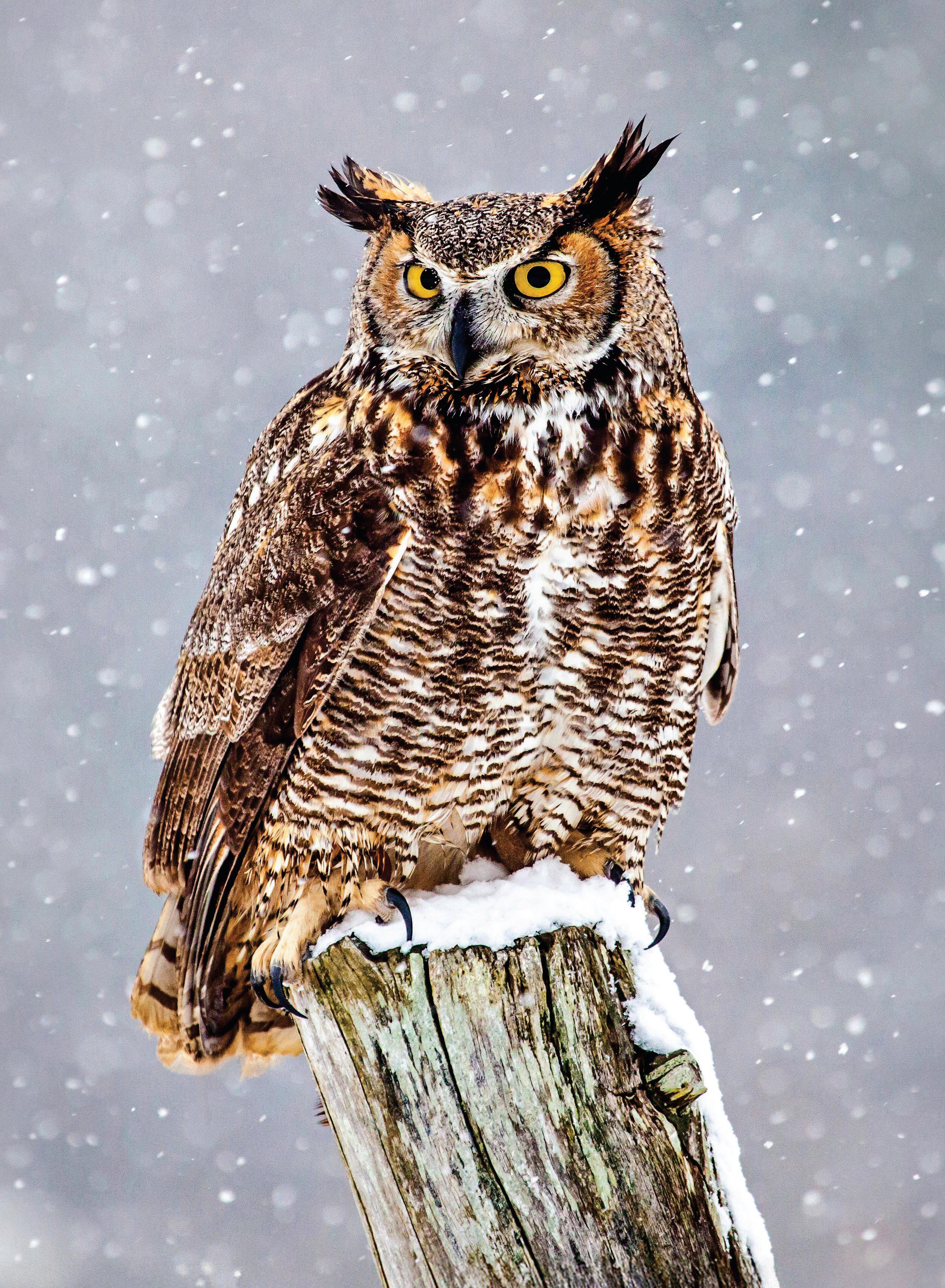 Capture a winter owl