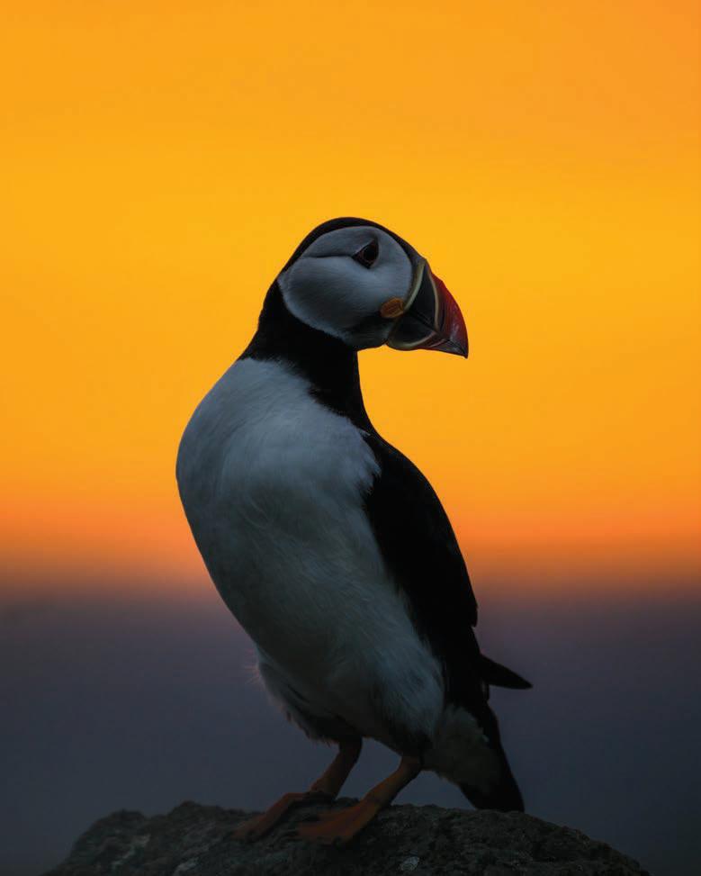 WILDLIFE