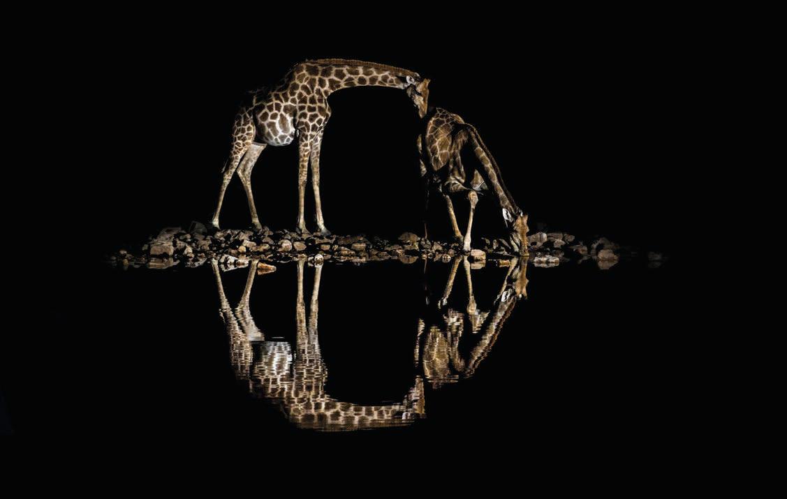 Remembering Giraffes