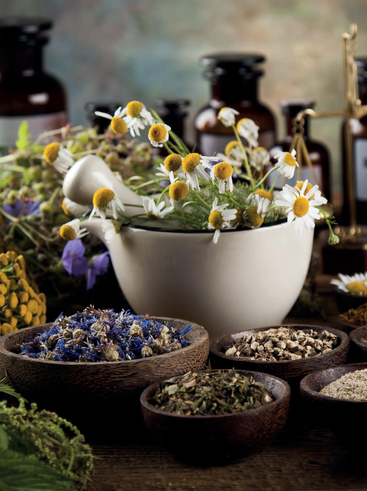 Las 7 plantas amargas un tesoro natural para la salud