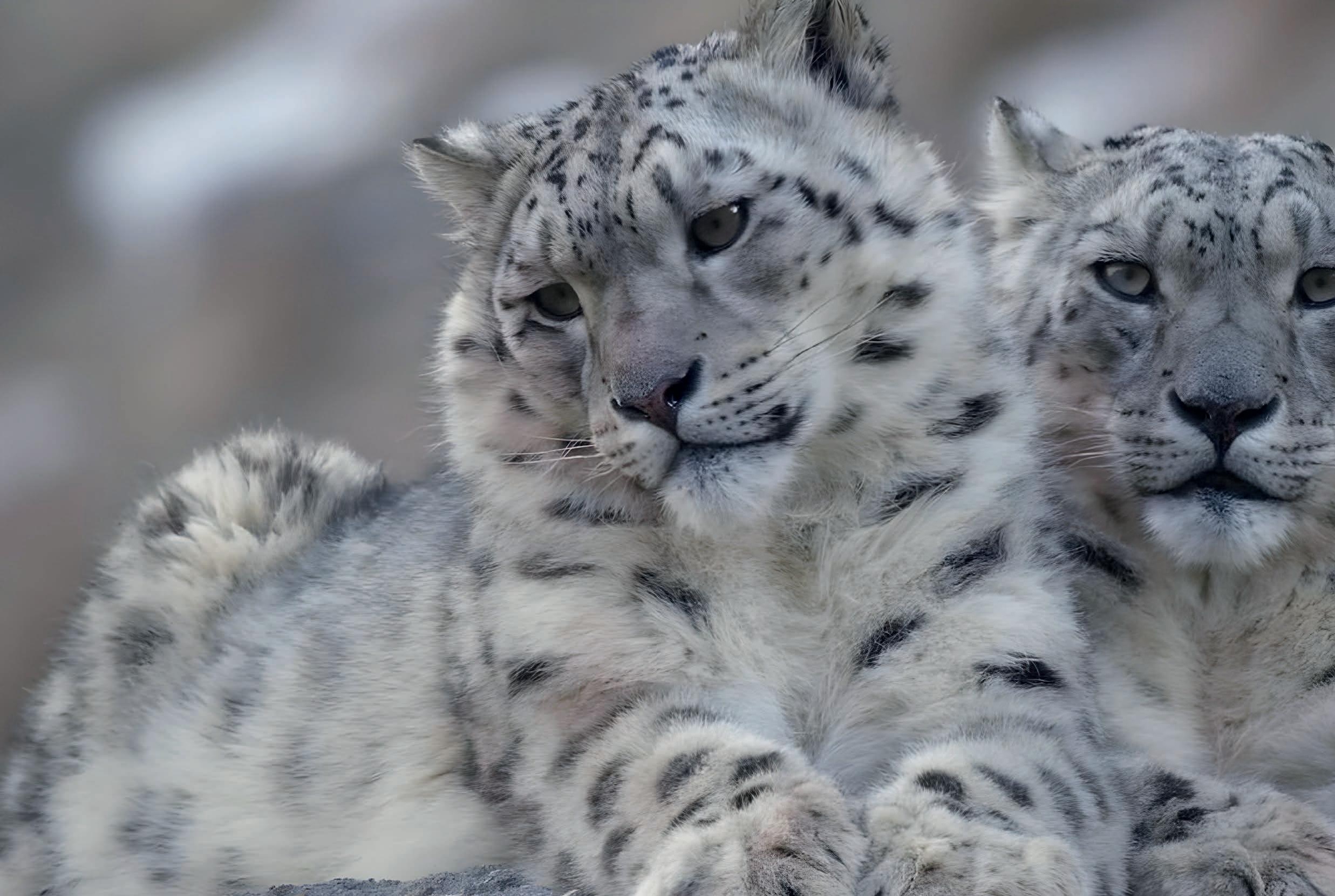 Un misterioso guardián de las alturas El leopardo de las nieves