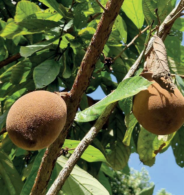 Copoazú el tesoro hidratante de la Amazonia