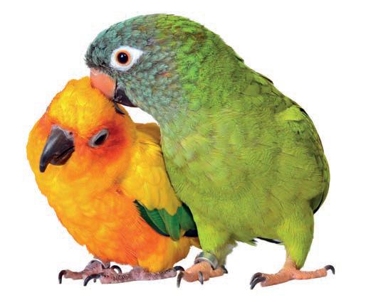 Periquitos y humanos: cerebros diferentes, mecanismos similares para comunicarse