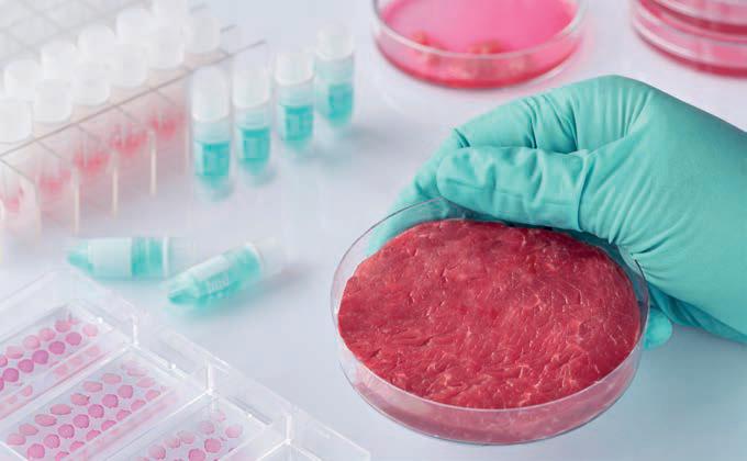 España podría liderar un nuevo mercado: la carne cultivada