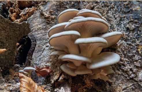 Ergotioneína: el secreto para la longevidad que se esconde en las setas