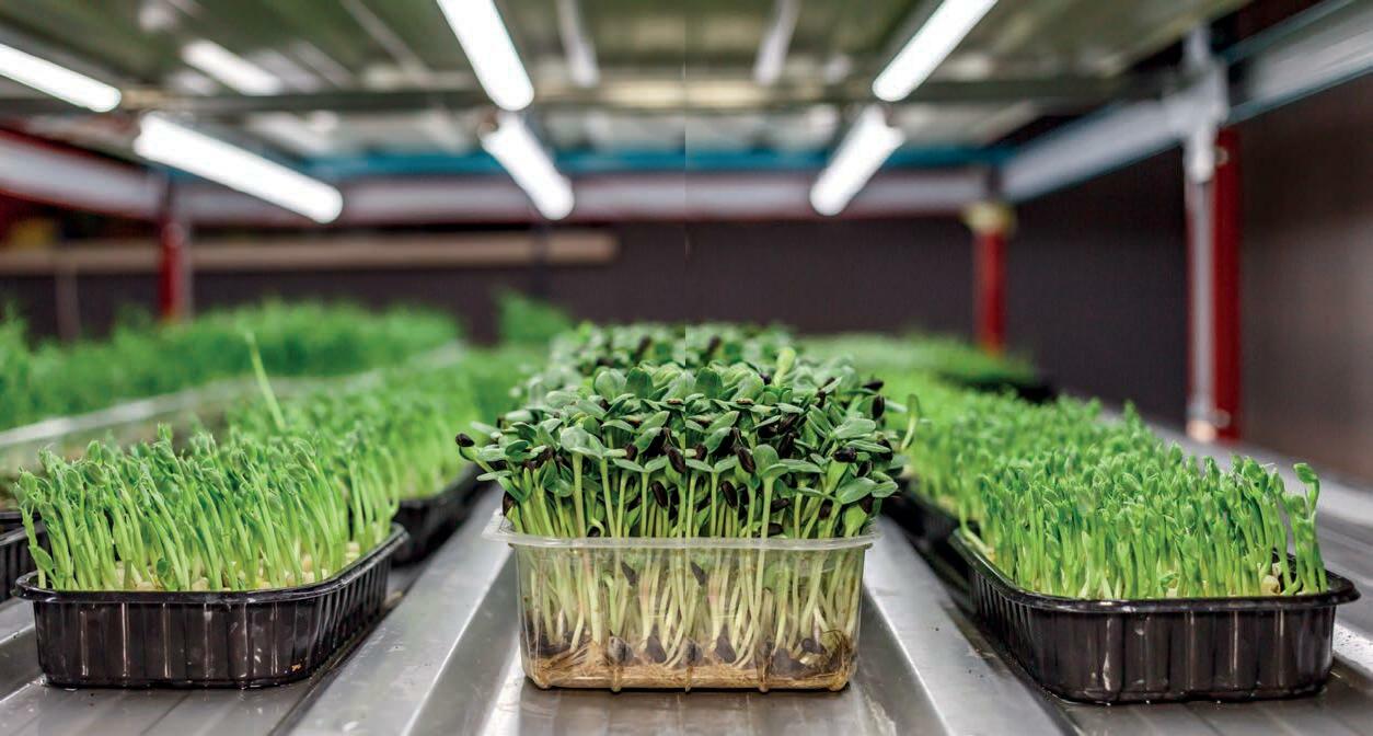Germinados: pequeños brotes, grandes nutrientes