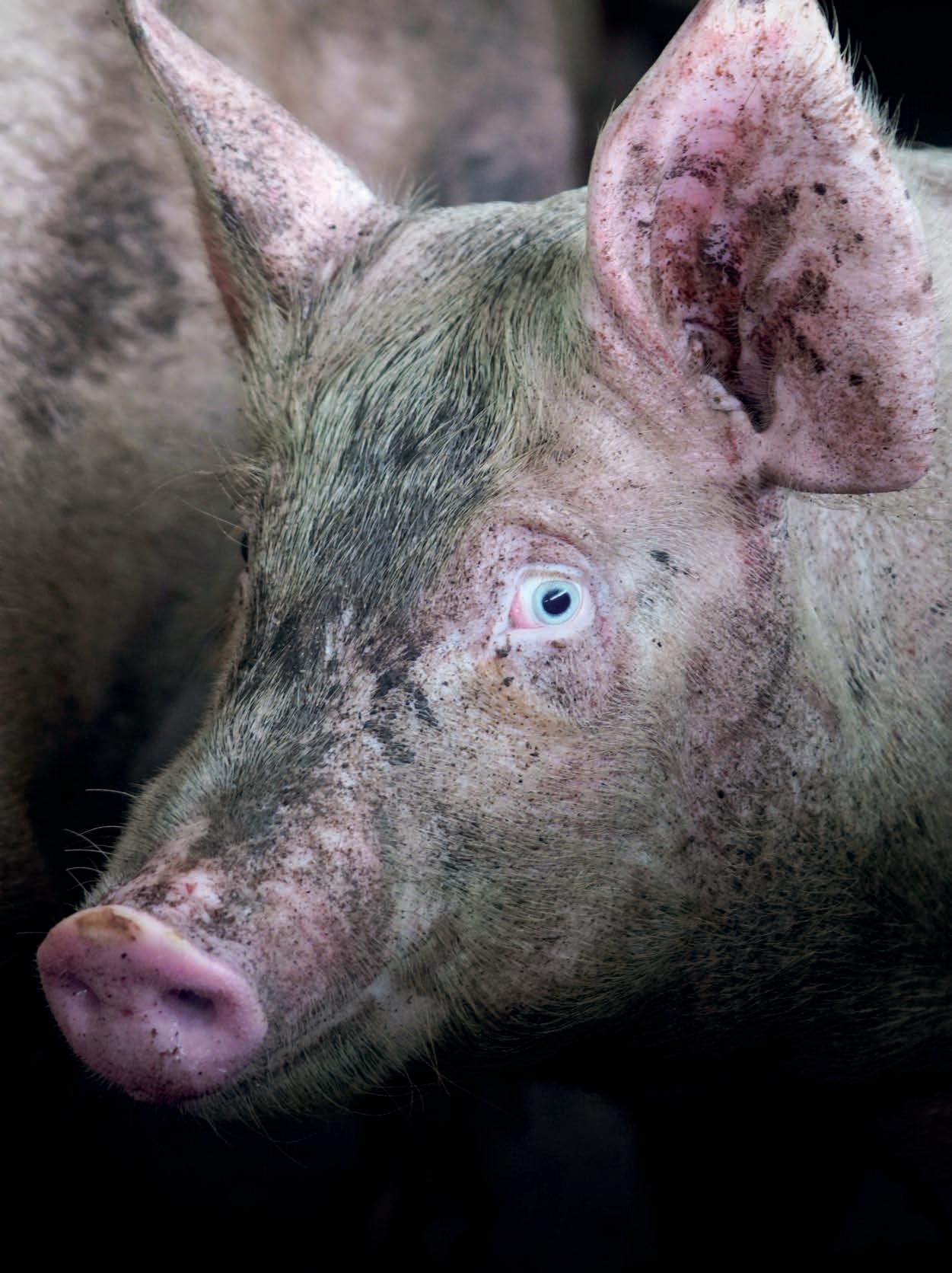 10 Excusas para no ser vegano (y por qué no tienen sentido)