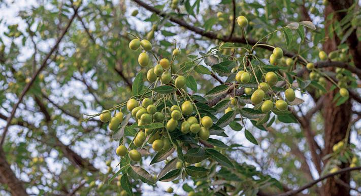 PLANTAS MEDICINALES Y FITOTERAPIA Antibióticos naturales la farmacia de la naturaleza