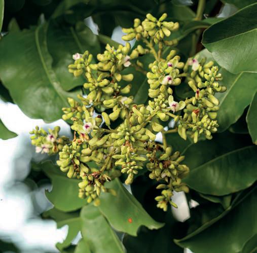 El tesoro nutricional del Cerrado brasileño Almendras baru