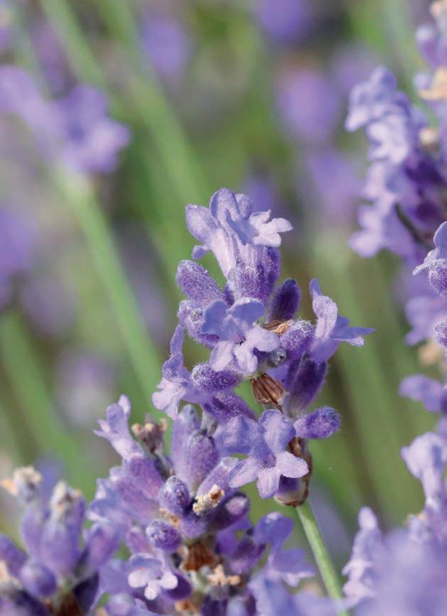 Lavanda el tesoro violeta del bienestar