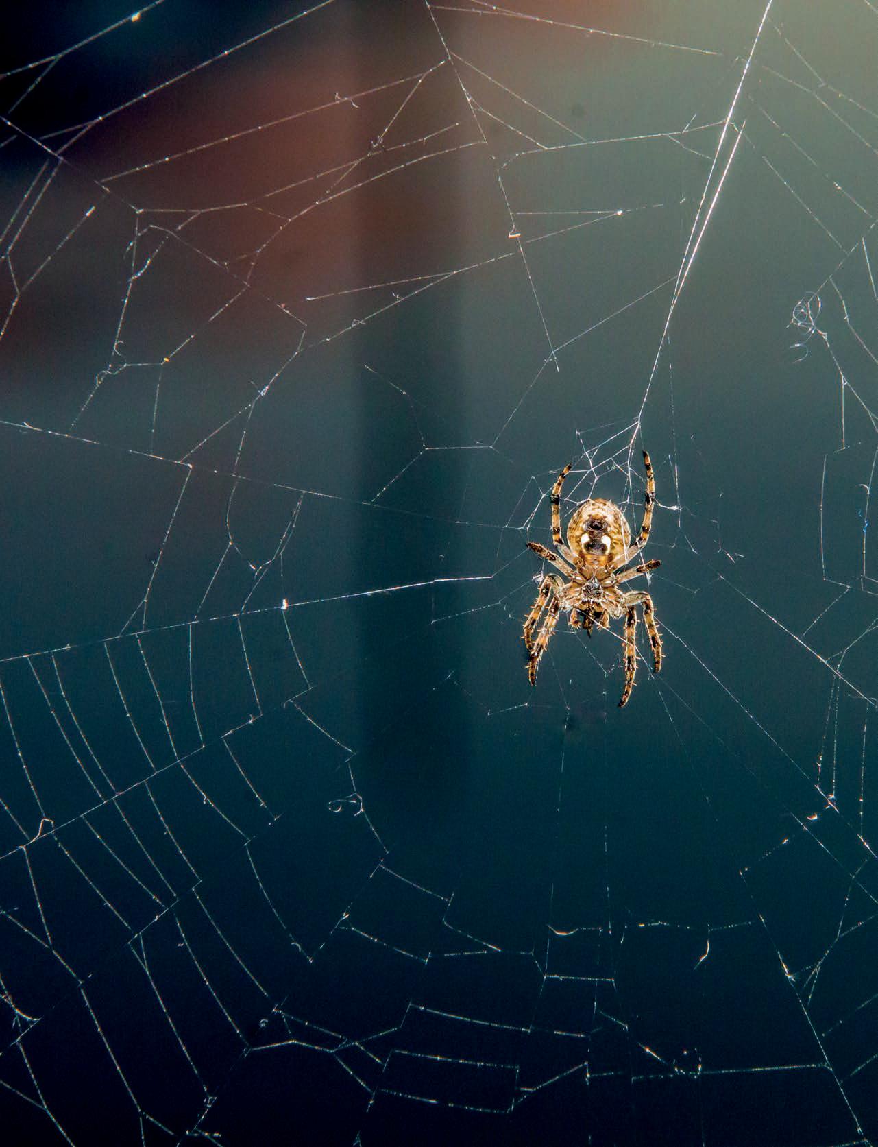 El mito de Buda y la cuerda de la araña
