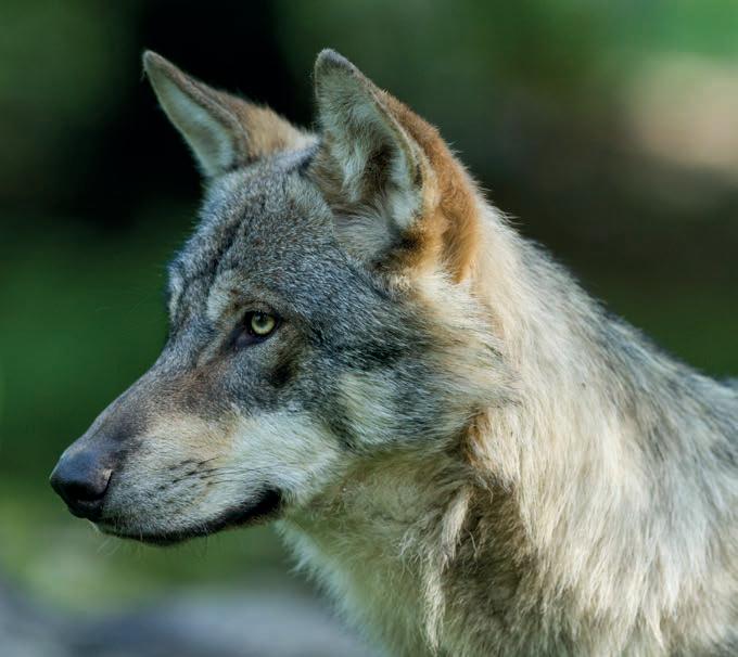 Galicia suspende la caza del lobo: un precedente esperanzador