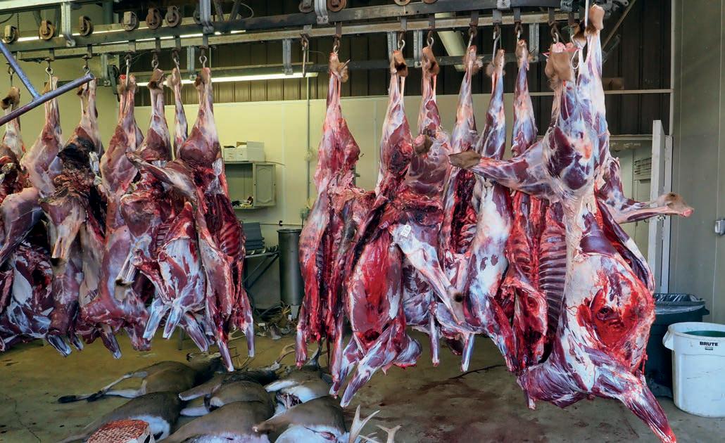 Bienestar animal Suiza marca el camino: etiquetado obligatorio