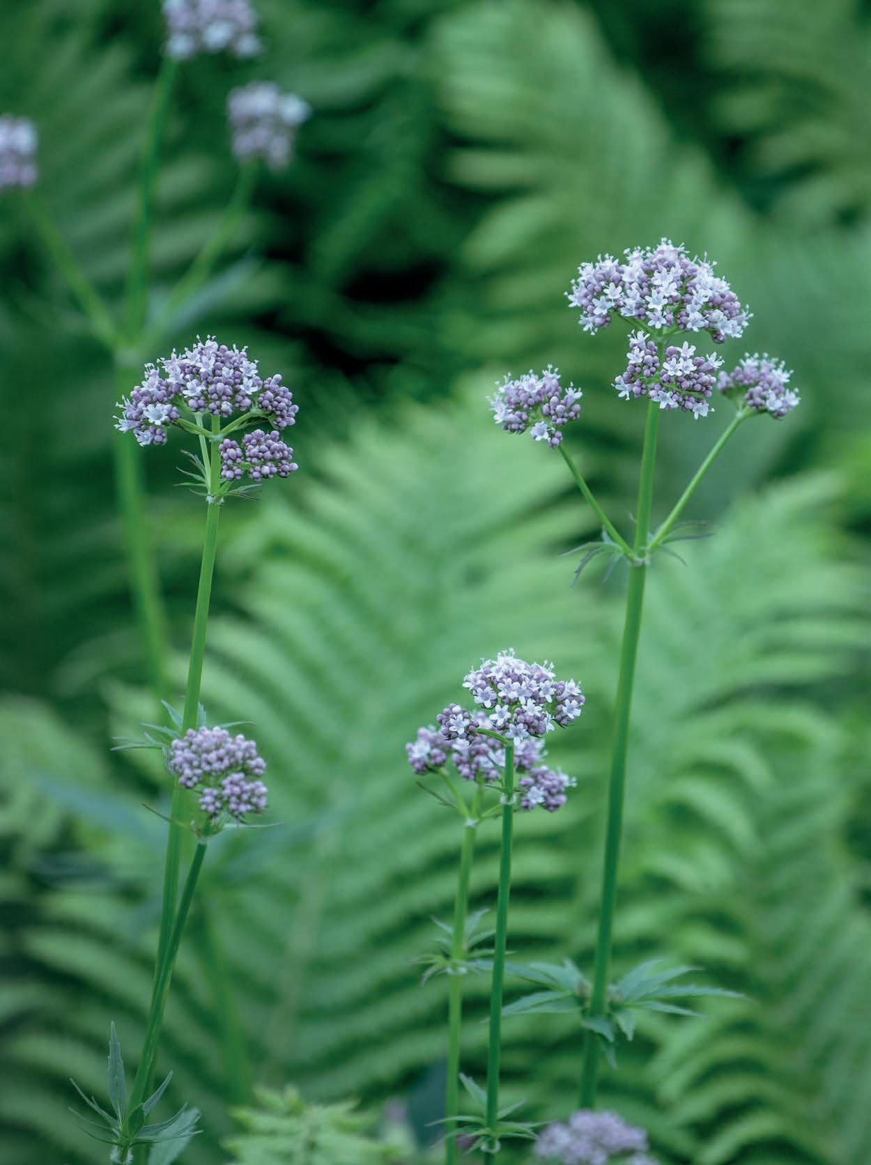 Escutelaria y otras plantas medicinales que favorecen el sueño reparador