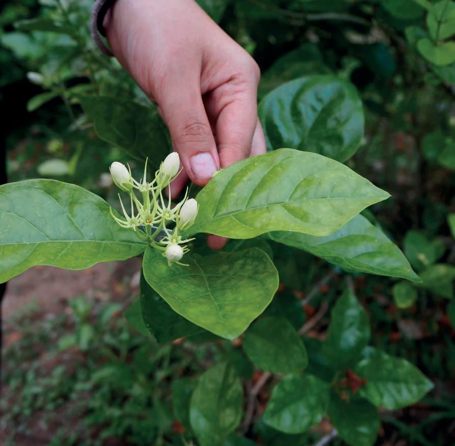 Esquejes de Otoño: 10 pasos que te convertirán en un maestro de la propagación