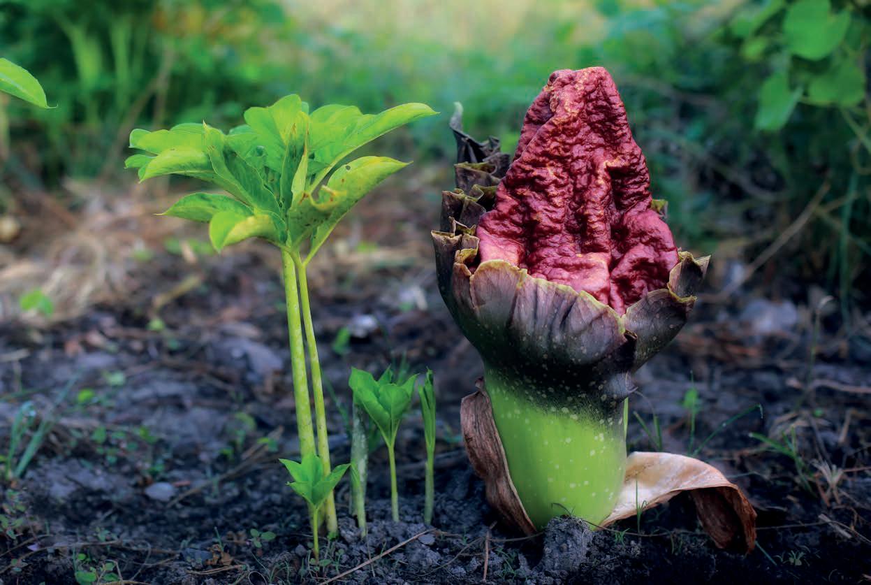 KONJAC, ¿nuevo alimento?