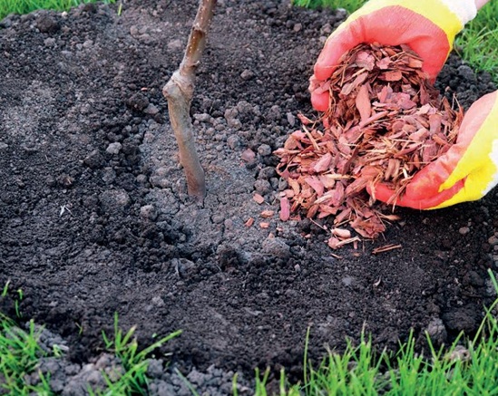 Permacultura en el huerto. Proteger y nutrir con... El acolchado (mulching)