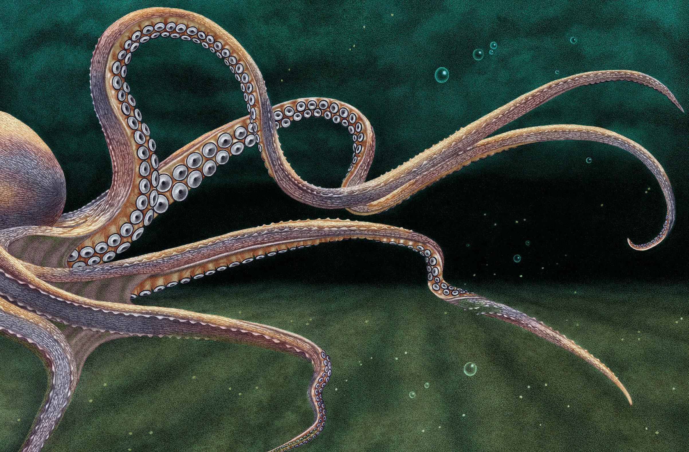 OCTOPUS FARM