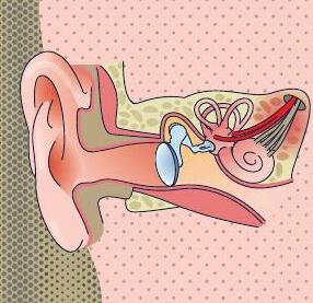 The eighth nerve