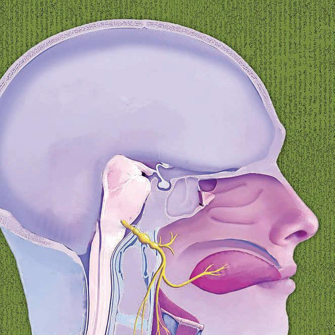 The ninth nerve