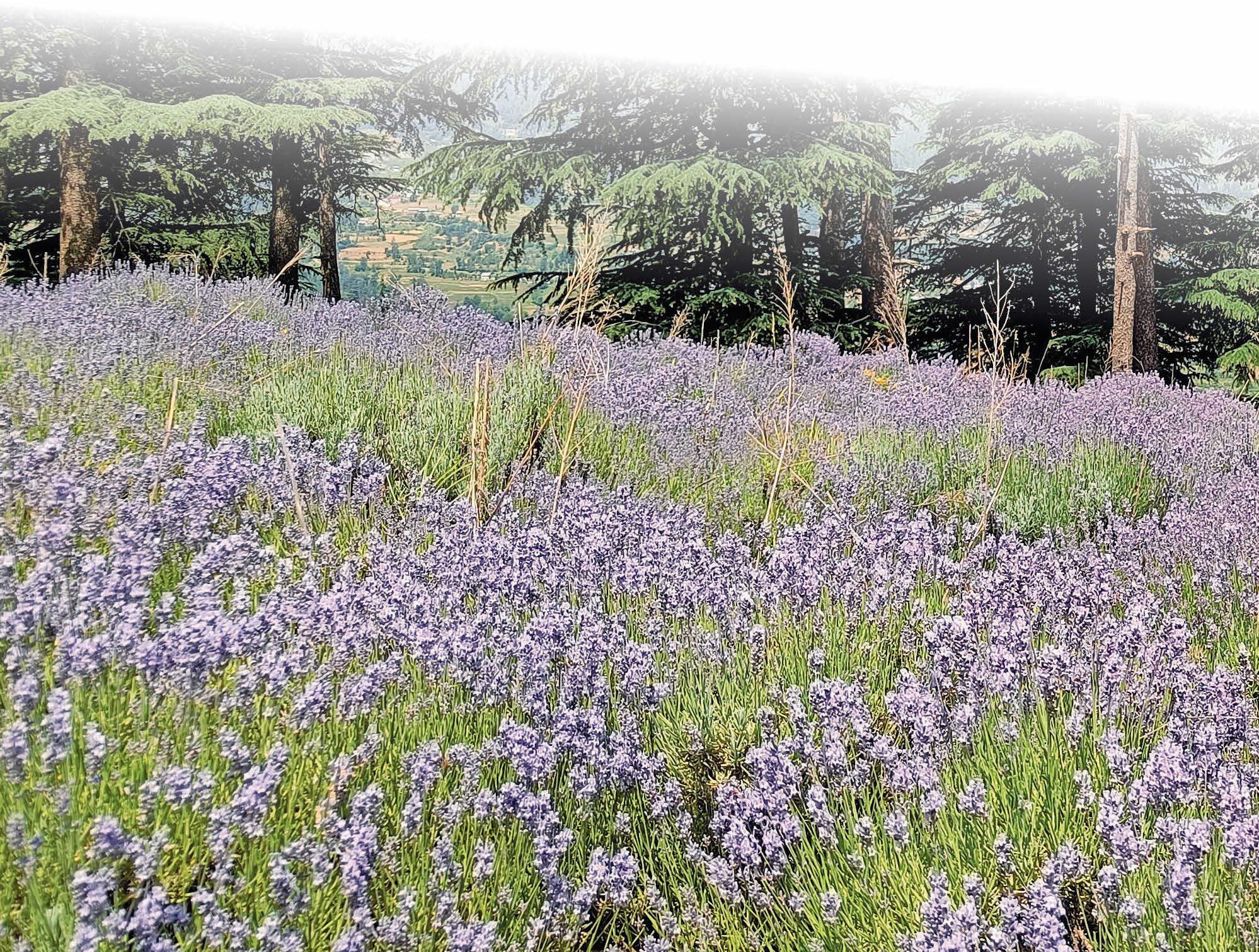Purple revolution