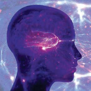 The cortex