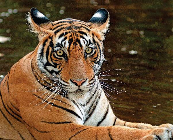 The Great Maharashtrian Winter Escape