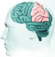The parietal lobe