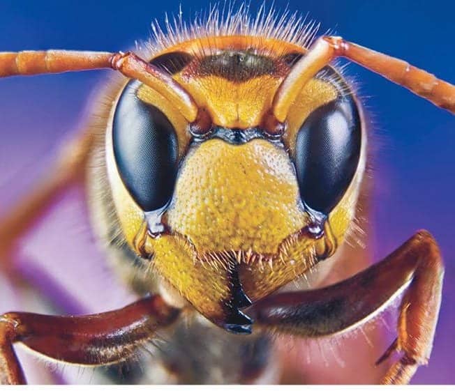 HORNET HORROR STALKS AMERICA!